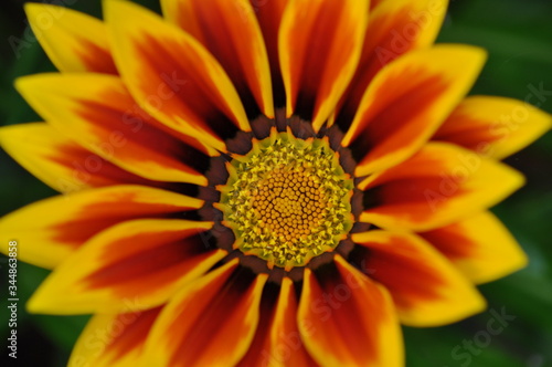 A close up of a Dhalia with stamens in focus and orange and yellow petals out of focus on a green background.