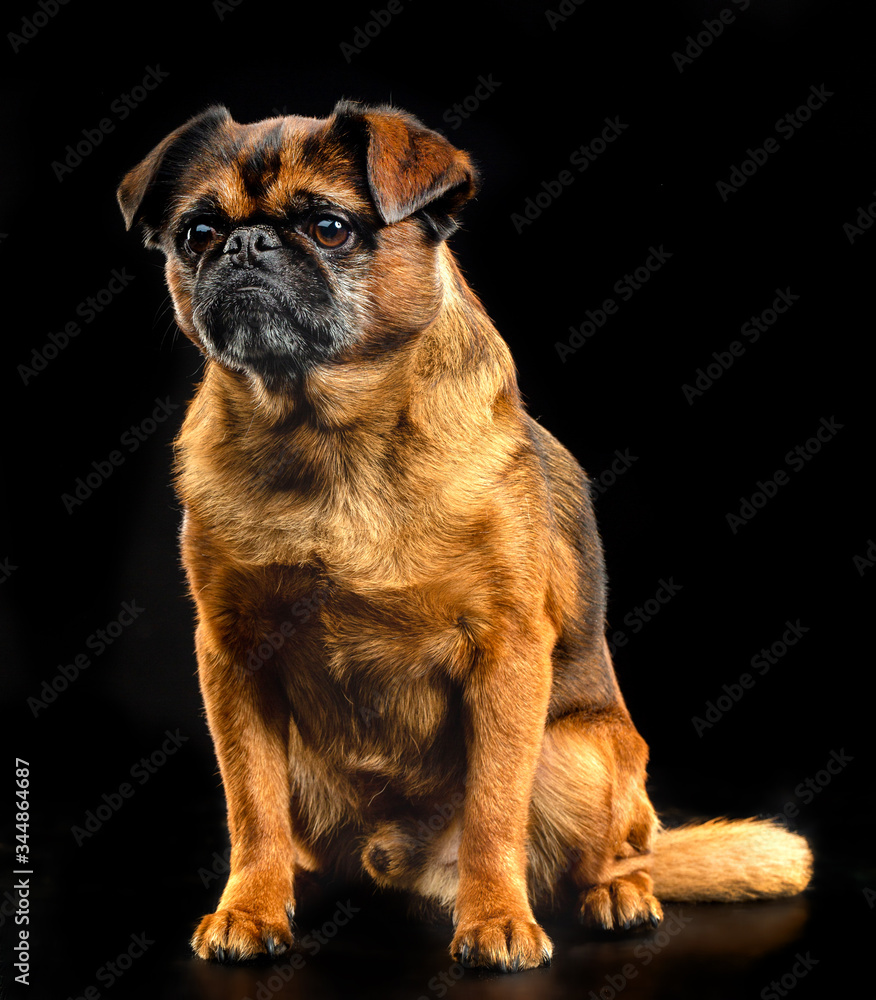 Obraz premium Brabancon, griffon, dog, Small dog, bird pit Brabancon, dog on a black background