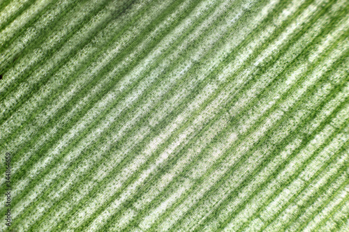 expressive texture of a green leaf close up to the light