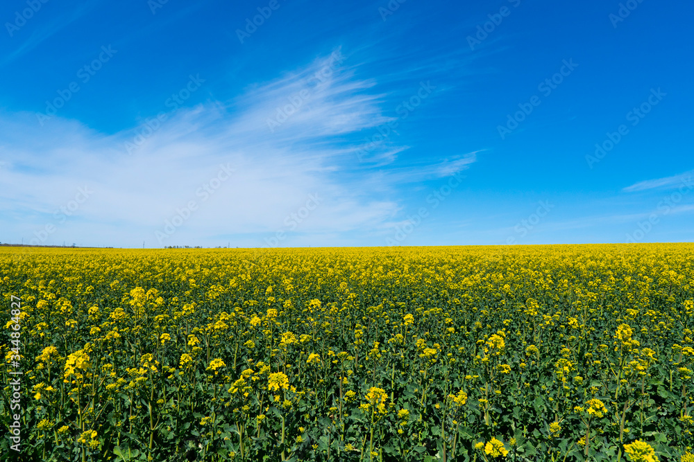 Ukraine. Drone. Aerial view. The yellow rape field. Ukraine. Drone. Aerial view. The yellow rape field.