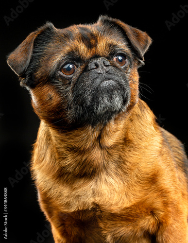 Brabancon, griffon, dog, Small dog, bird pit Brabancon, dog on a black background photo