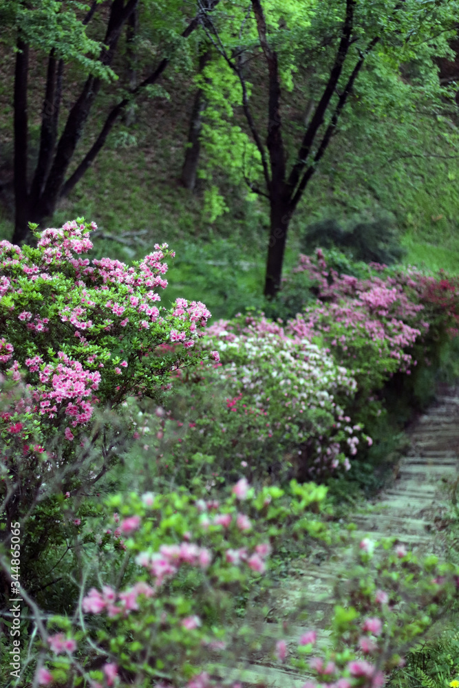 奥多摩のツツジの花 奥多摩のツツジの花