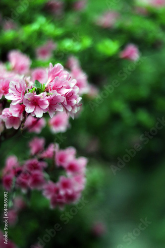 奥多摩のツツジの花