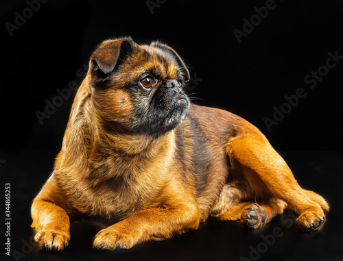 Brabancon, griffon, dog, Small dog, bird pit Brabancon, dog on a black background photo