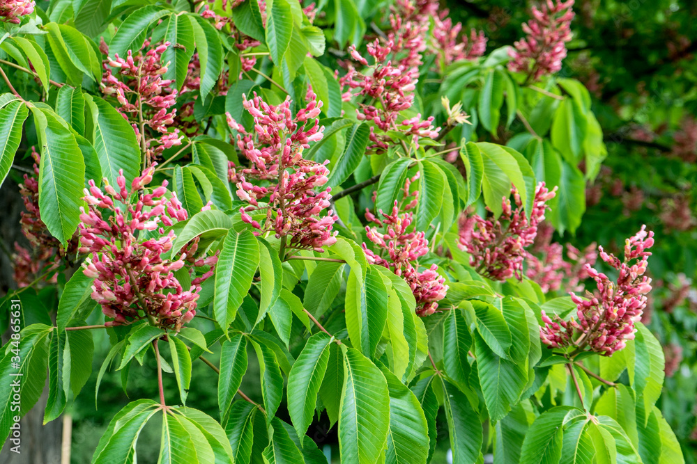 Detail of a red flowering horse chestnut, Aesculus pavia Detail of a red flowering horse chestnut, Aesculus pavia