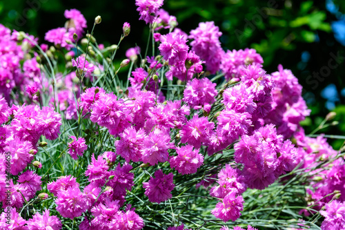  Close up of small vivid pink flowers of Dianthus carthusianorum plant  commonly known as Carthusian pink in a British cottage style garden in a sunny summer day  beautiful outdoor floral background 