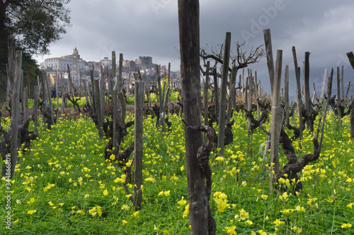 Vista di un vigneto in inverno 