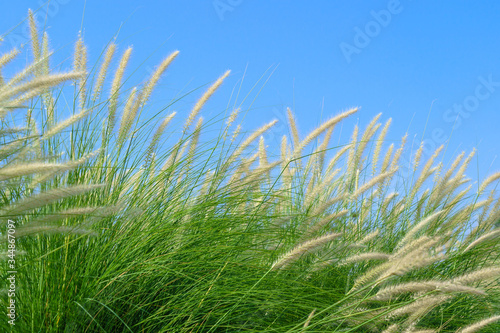 Fourtain grass in nature agent blue sky