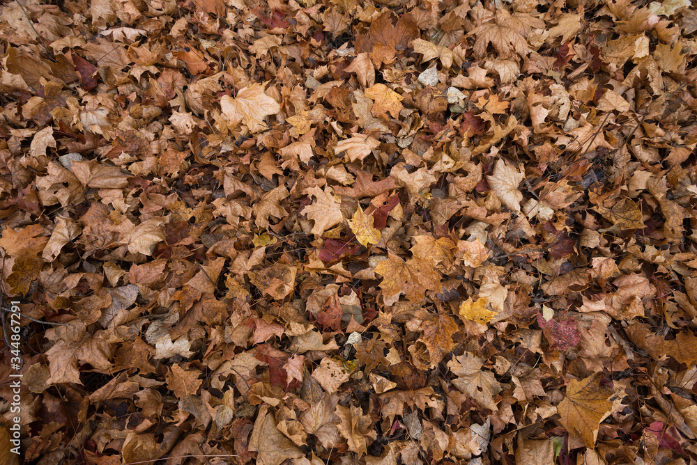 Pale brown maple leaves on ground Pale brown maple leaves on ground