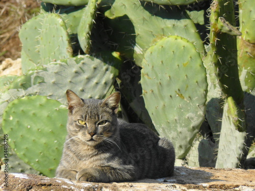 Gattino tigrato in relax al sole