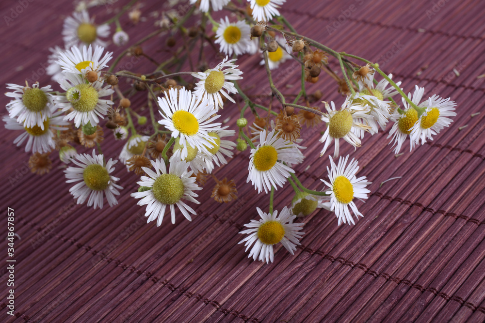 Obraz premium Camomiles on bamboo background