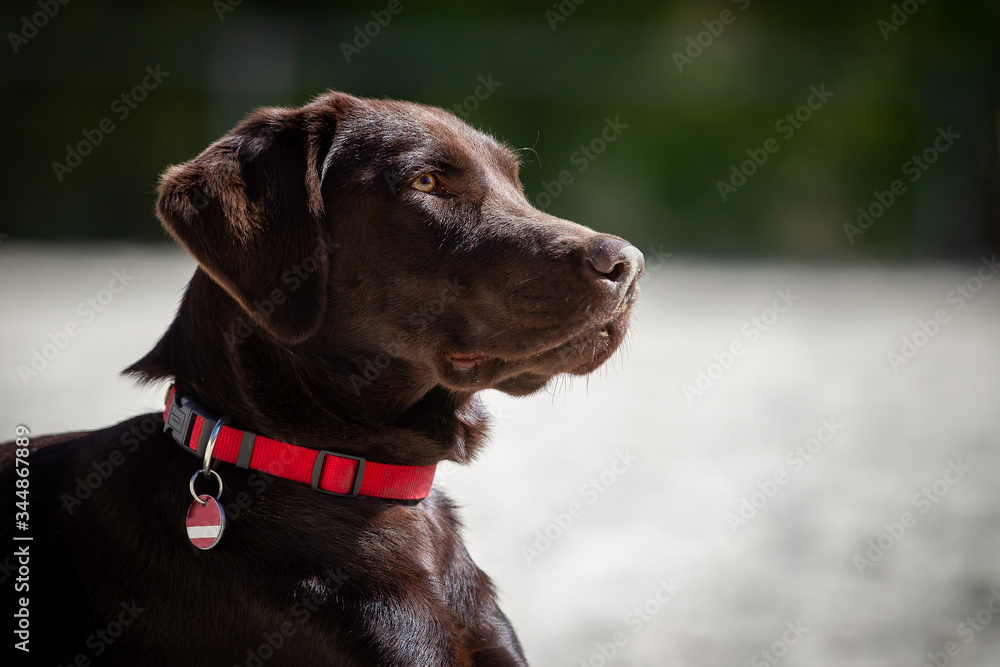 Dog brown, labrador, head portraits from the side with red collar..