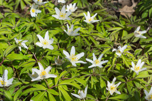 Wild Anemone flowers in the spring