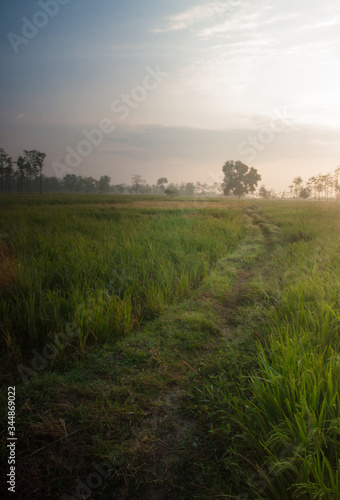 Fotografie Sunset in the ricefield