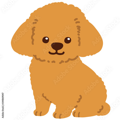 Toy Poodle puppy sitting front flat colored