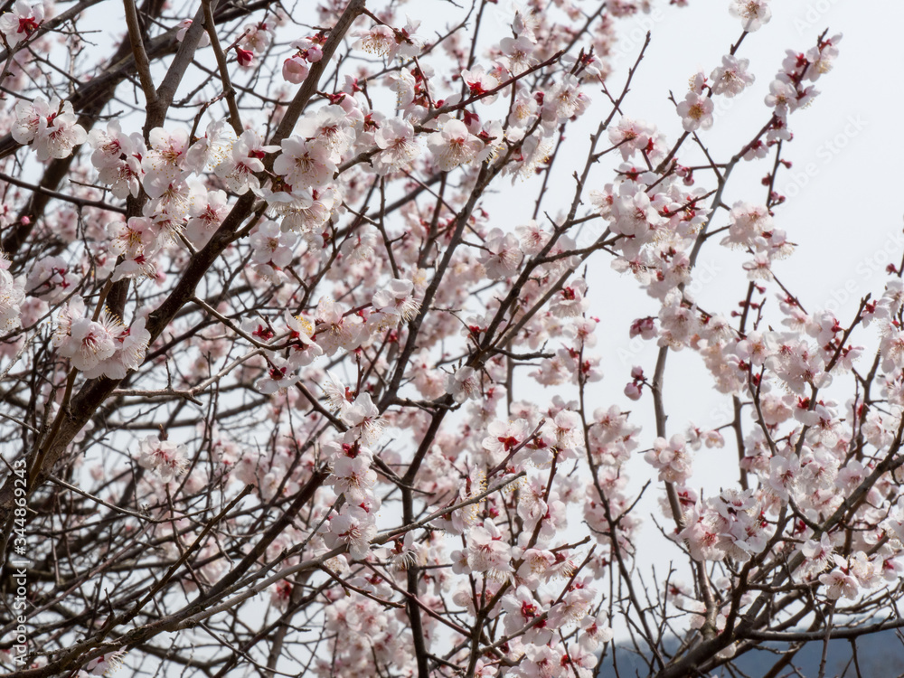 Korean Cherry Blossoms in Spring time Korean Cherry Blossoms in Spring time