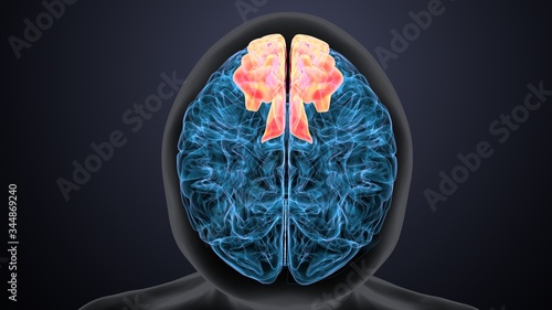 Принти на полотні 3D Illustration Human Brain Inner Parts Anatomy