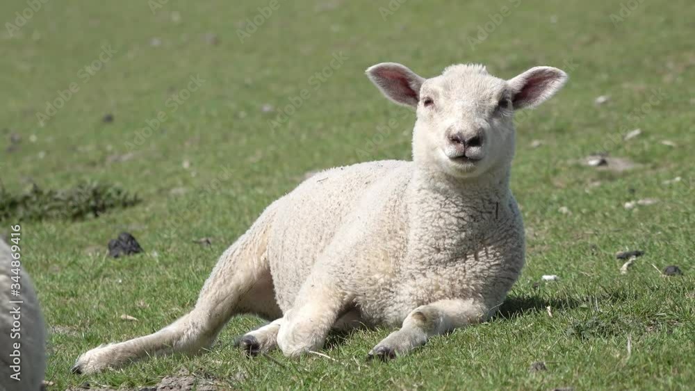 Cute white lamb lying on meadow in springtime Cute white lamb lying on meadow in springtime