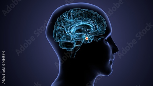 3D Illustration Human Brain Inner Parts Anatomy