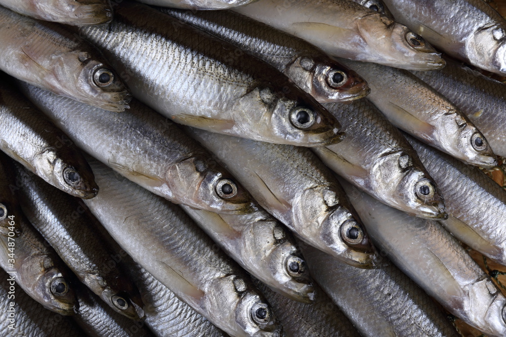 Smelt fishes on net. Pacific smelt fish variety Smelt fishes on net. Pacific smelt fish variety