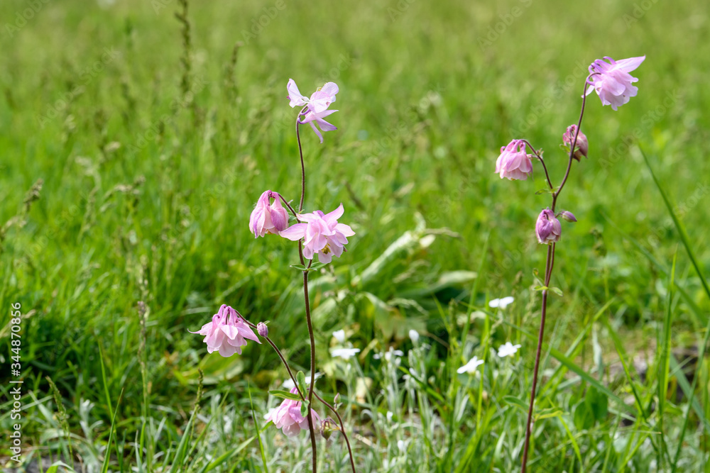 Close up of light pink flowers of Aquilegia Vulgaris, European columbine flowers in garden in a sunny spring day, beautiful outdoor floral background photographed with soft focus
