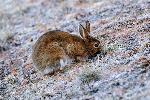 Snowshoe Hare (Lepus americanus) with transitional coat between winter and summer, Cherry Hill, Nova Scotia, Canada,