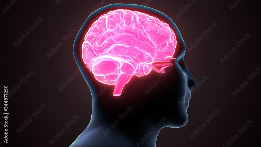 3d render of human brain anatomy 3d render of human brain anatomy
