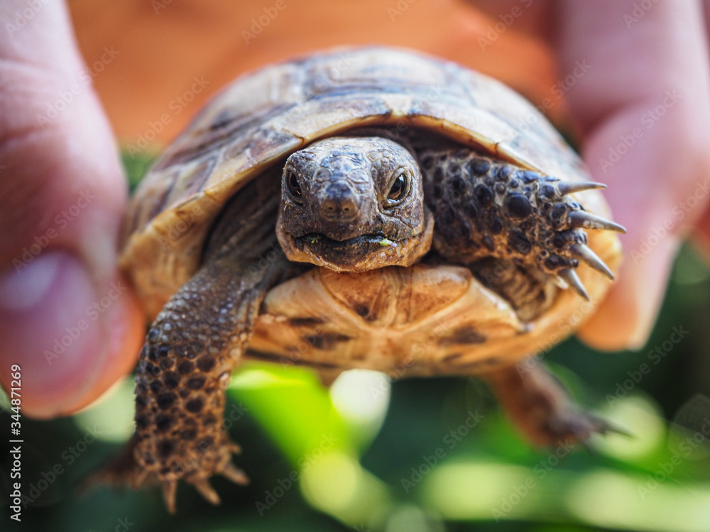Naklejka premium Cute baby turtle is flying