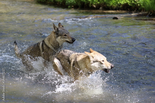 Czechoslovakian wolfhounds in nature