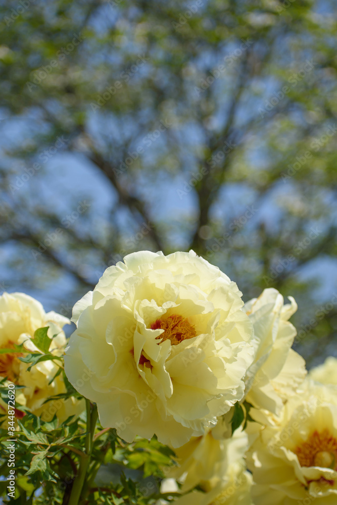 Obraz premium 牡丹