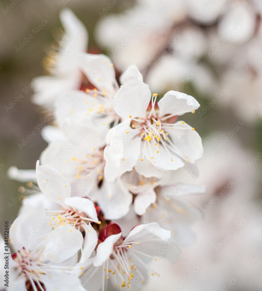 Apricot tree flowers Apricot tree flowers