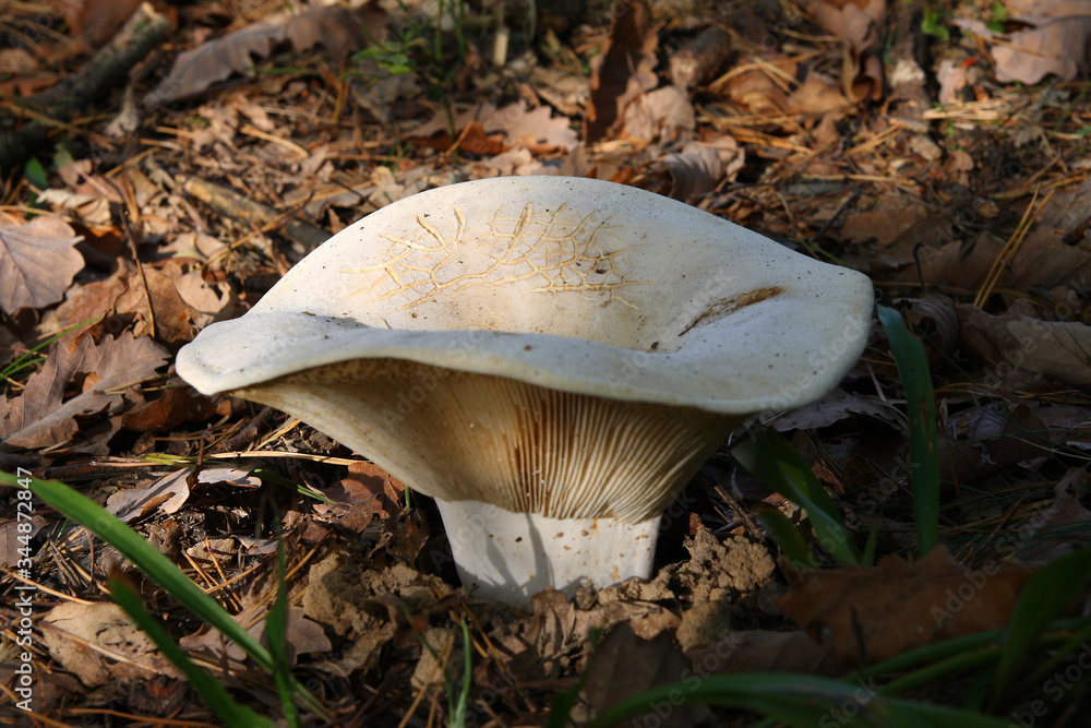 Fototapeta premium Mushrooms in the autumn forest