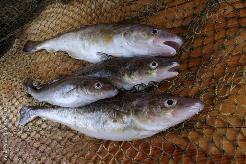 Saffron cod on net