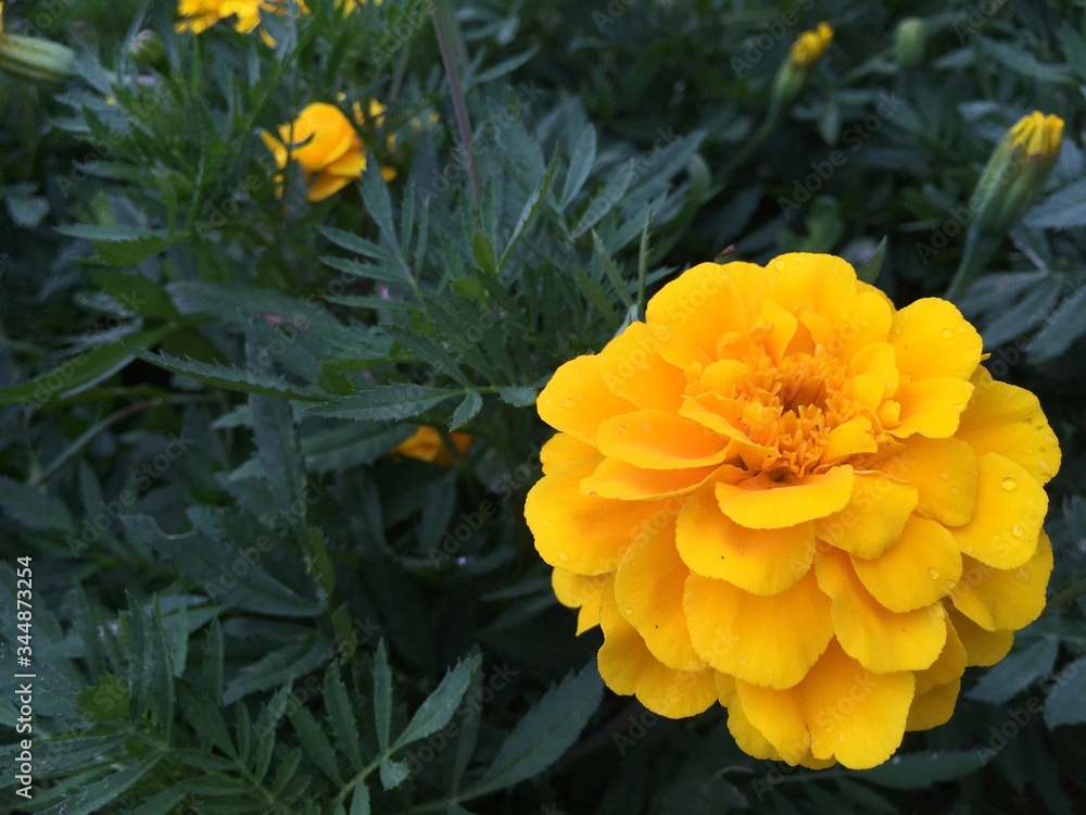 Marigold flowers and green background Marigold flowers and green background