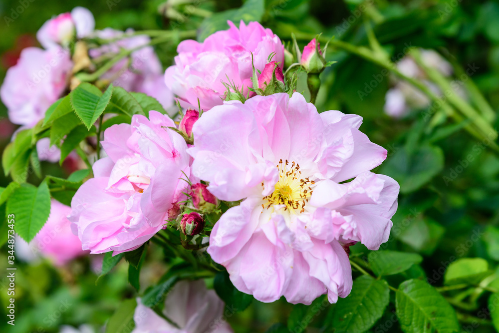 Large green bush with fresh vivid pink roses and green leaves in a garden in a sunny summer day, beautiful outdoor floral background photographed with soft focus
Large green bush with fresh vivid pink roses and green leaves in a garden in a sunny summer day, beautiful outdoor floral background photographed with soft focus