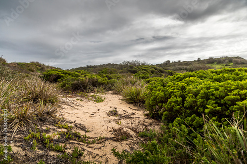 Dunes at the beach of the Camel Rock bay in New South Wales  Australia at a cloudy and windy day in summer with strong waves in the ocean. 