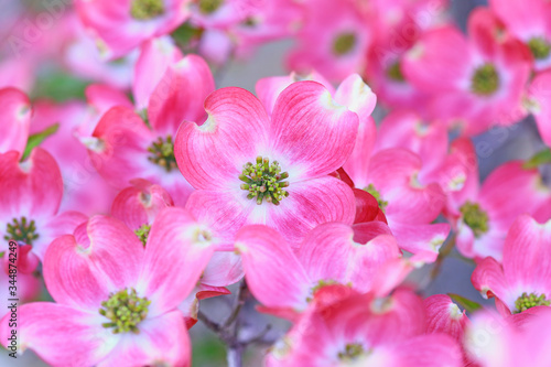 ハナミズキ　花水木　ピンクの花