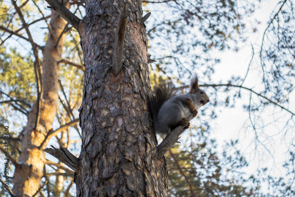 Brown squirrel sitting high on a tree branch in the winter forest with nuts in its mouth
