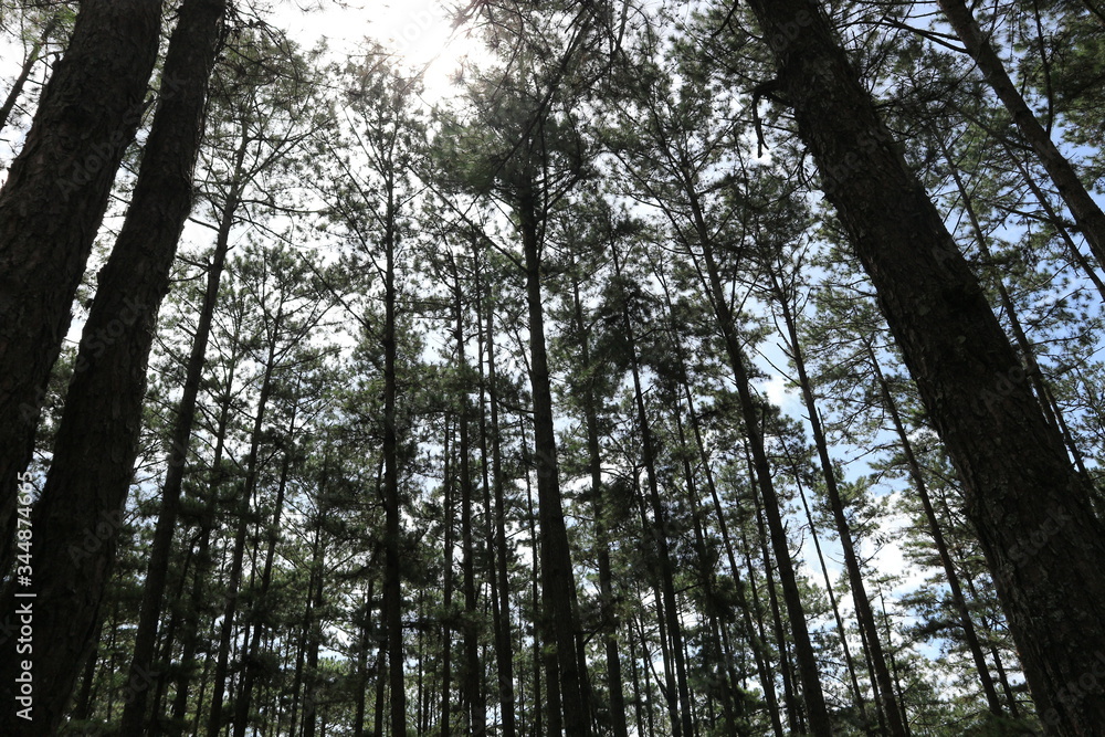 Fototapeta premium forest
