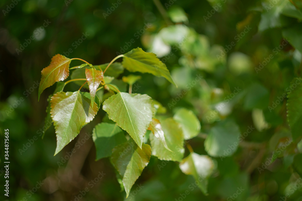 Young bright green poplar foliage lit by the spring sun Young bright green poplar foliage lit by the spring sun