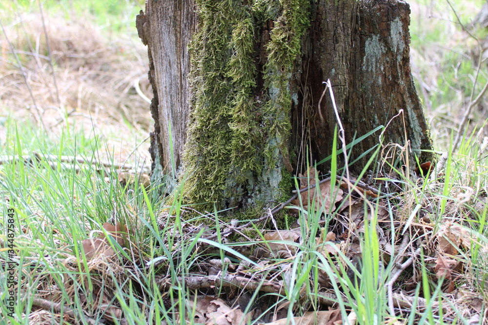 Obraz premium Ohne moos nix los -nothing going without moss