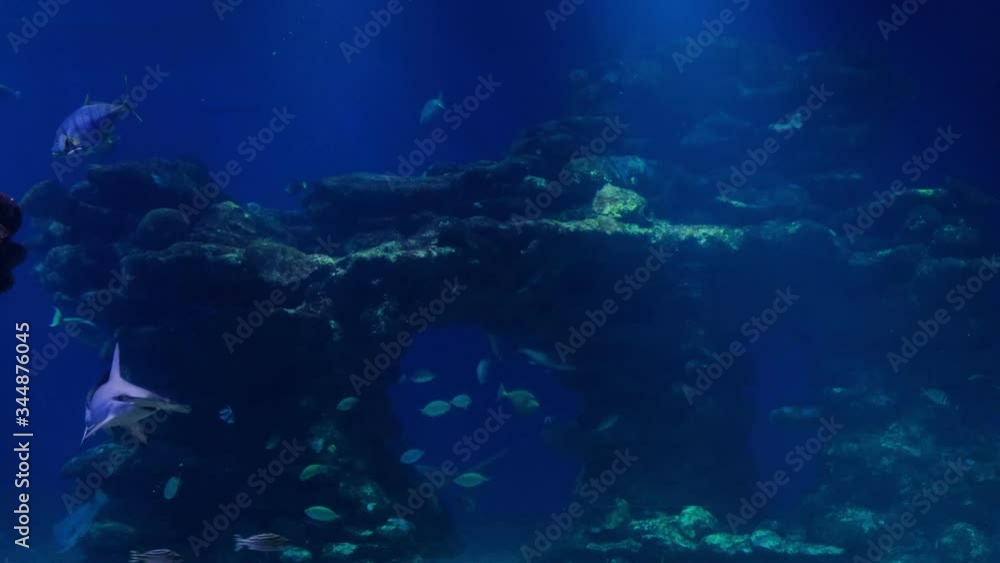 Eagle ray swims overhead then in to shoal of fish with hammerheads. Eagle ray swims overhead then in to shoal of fish with hammerheads.
