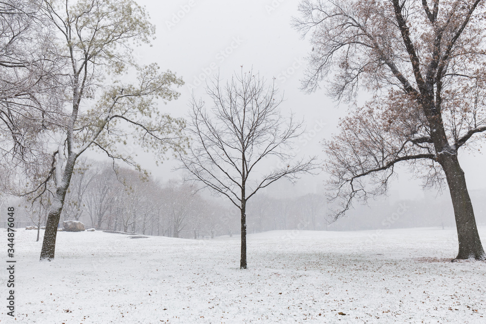 Fototapeta premium snowy meadow full of leafless trees during christmas in central park, between the fog in the background you can see the buildings of Manhattan
