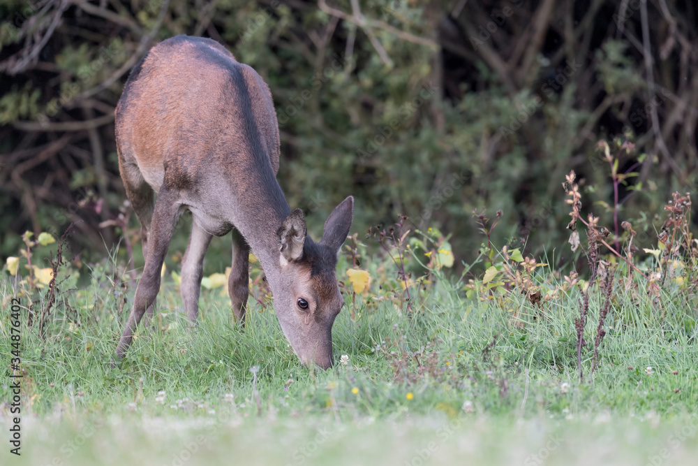 At the edge of the forest, closeup of Red deer female (Cervus elaphus) At the edge of the forest, closeup of Red deer female (Cervus elaphus)