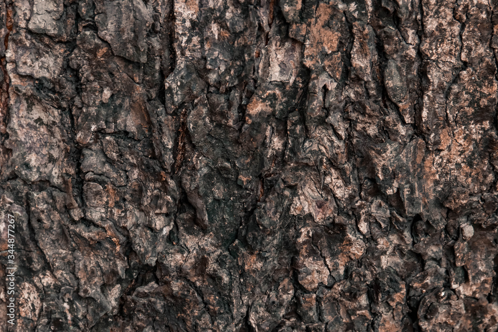 tree bark texture tree bark texture