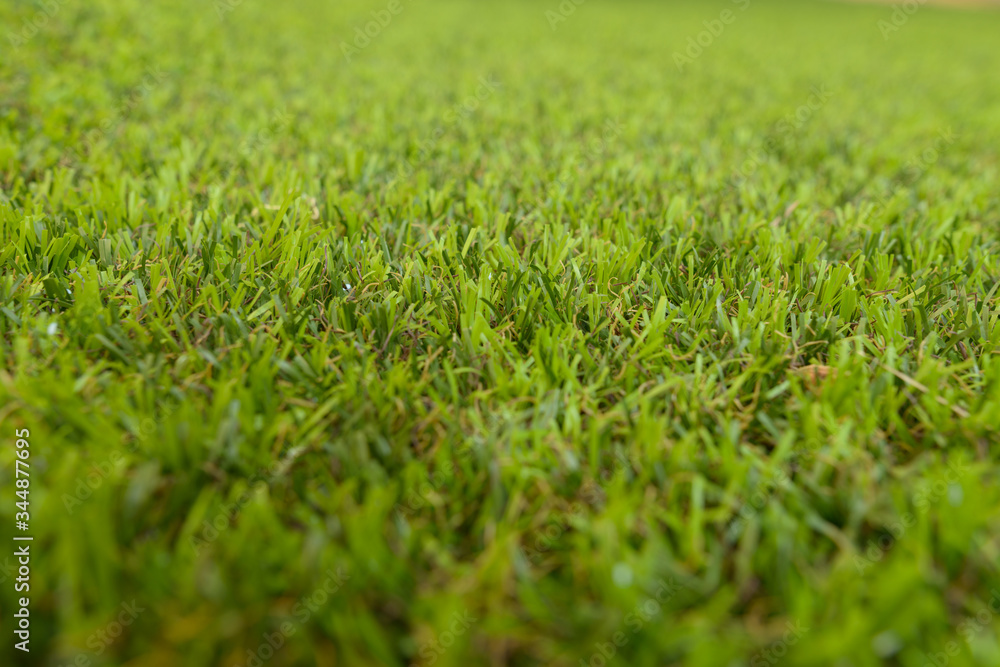 Green grass background texture with shallow depth of field Green grass background texture with shallow depth of field