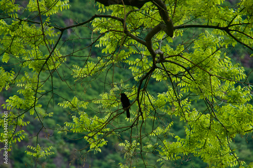 Krähe im Baum