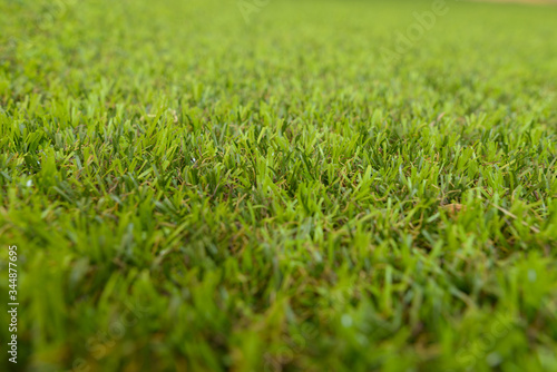 Green grass background texture with shallow depth of field