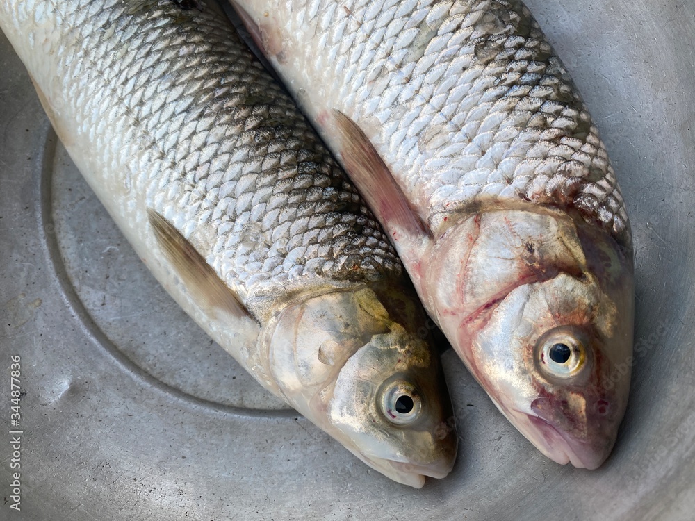 fresh fish on ice fresh fish on ice