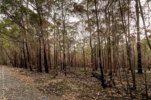 A forest next to the Wallaga Lake in New South Wales, Australia burnt down during the bush fires. Life comes back to nature. photo